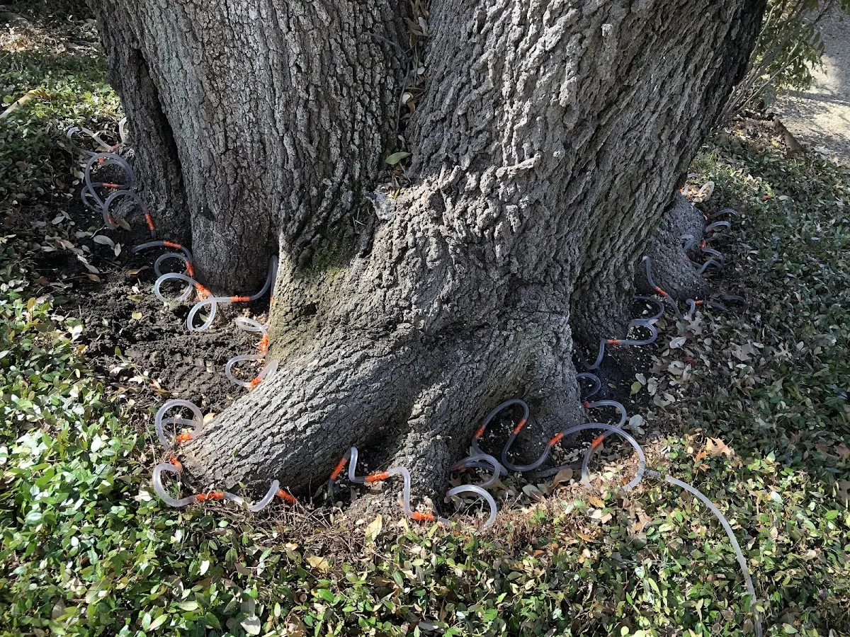 Detailed Tree Cabling and Bracing job site in Shortsville
