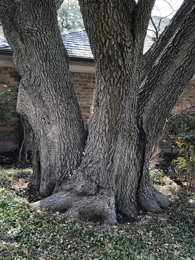 Mature heritage tree close to a Shortsville property cared for by certified arborists